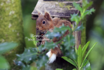 Red Squirrel photographs by Betty Fold Gallery at Hawkshead Cumbria